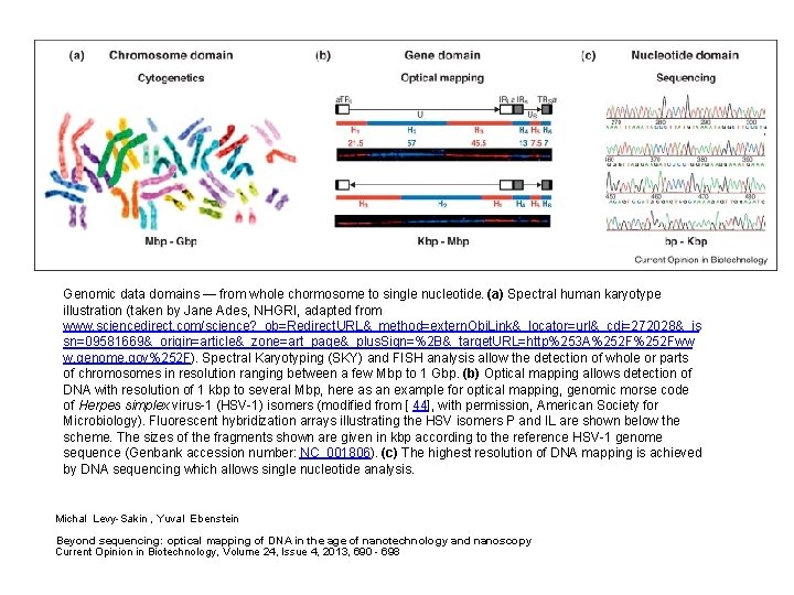 Genomic data domains — from whole chormosome to single nucleotide. (a) Spectral human karyotype