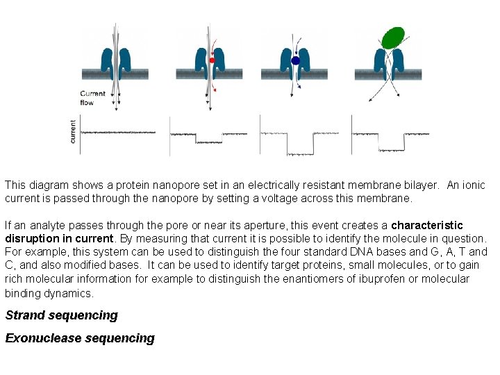 This diagram shows a protein nanopore set in an electrically resistant membrane bilayer. An