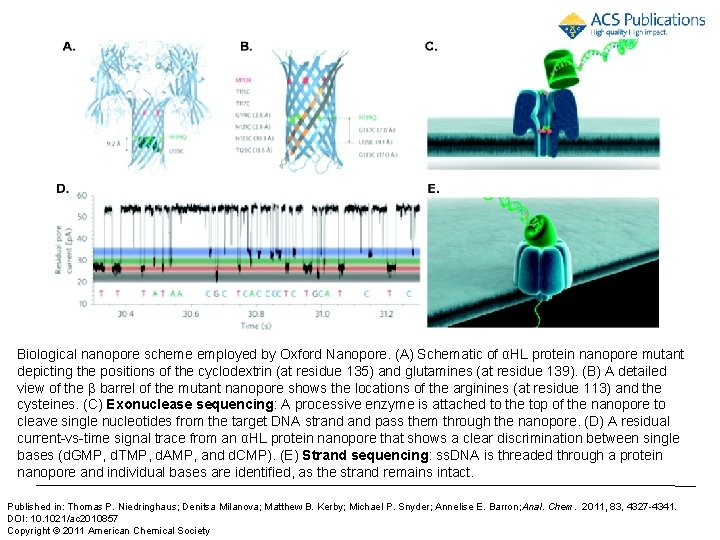 Biological nanopore scheme employed by Oxford Nanopore. (A) Schematic of αHL protein nanopore mutant