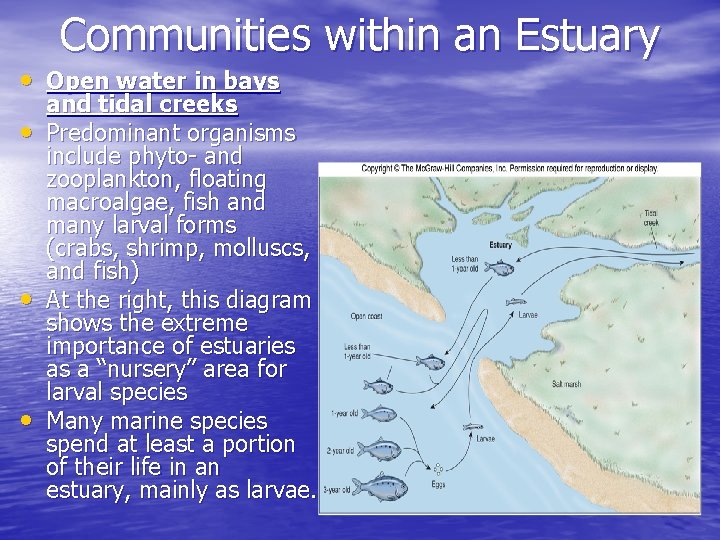 Communities within an Estuary • Open water in bays • • • and tidal