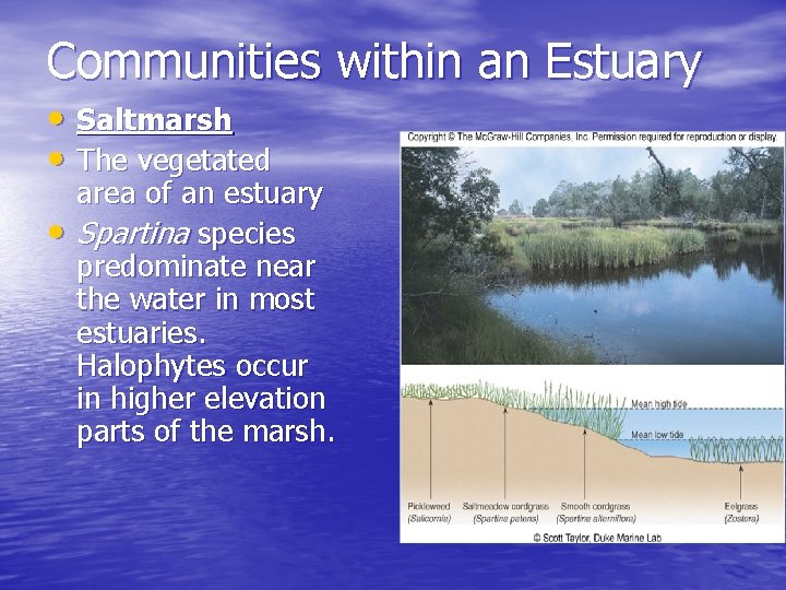 Communities within an Estuary • Saltmarsh • The vegetated • area of an estuary