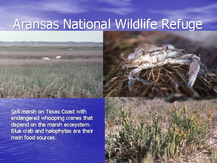 Aransas National Wildlife Refuge Salt marsh on Texas Coast with endangered whooping cranes that