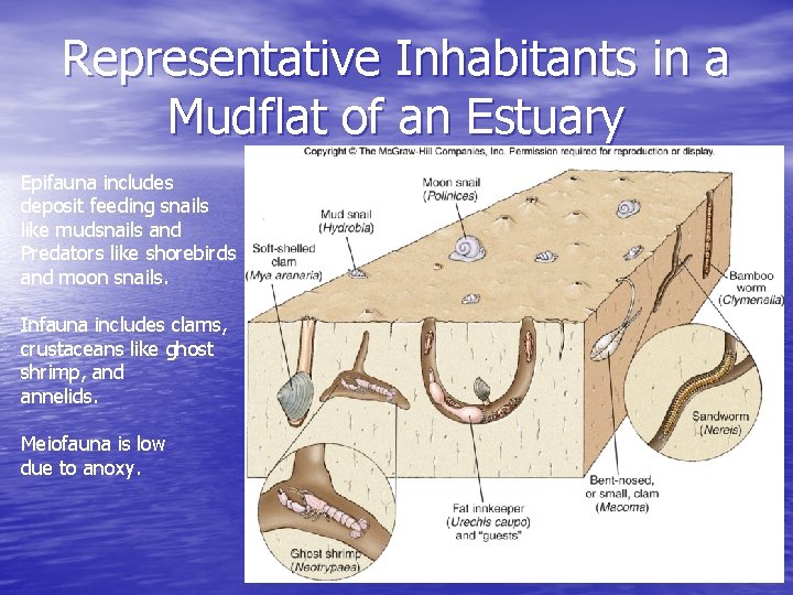 Representative Inhabitants in a Mudflat of an Estuary Epifauna includes deposit feeding snails like