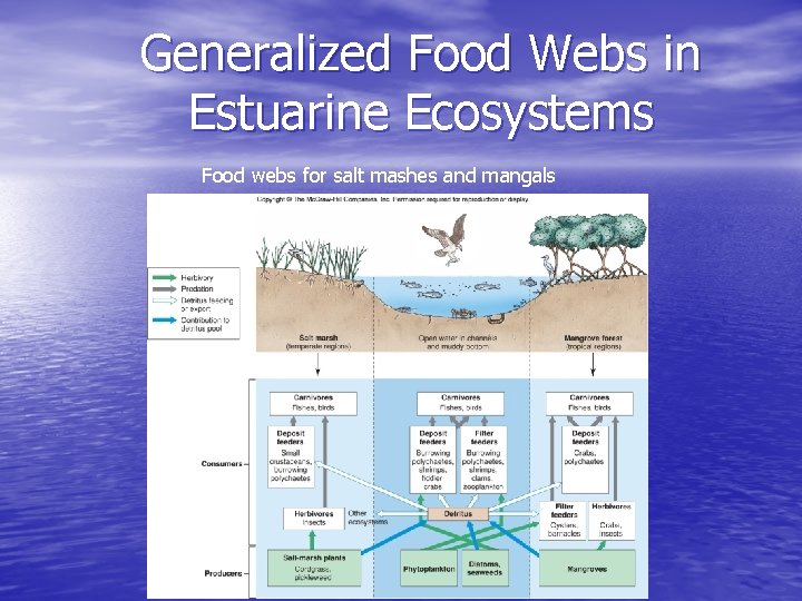 Generalized Food Webs in Estuarine Ecosystems Food webs for salt mashes and mangals 