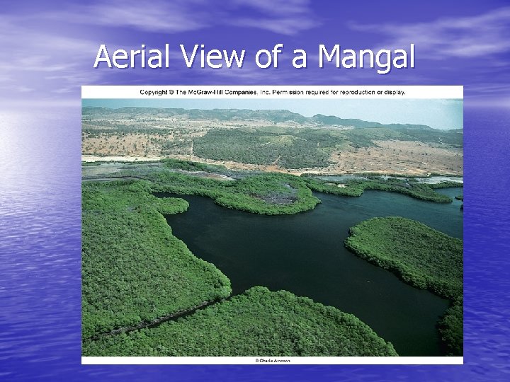 Aerial View of a Mangal 