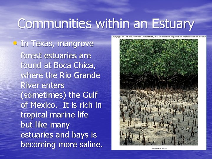 Communities within an Estuary • In Texas, mangrove forest estuaries are found at Boca