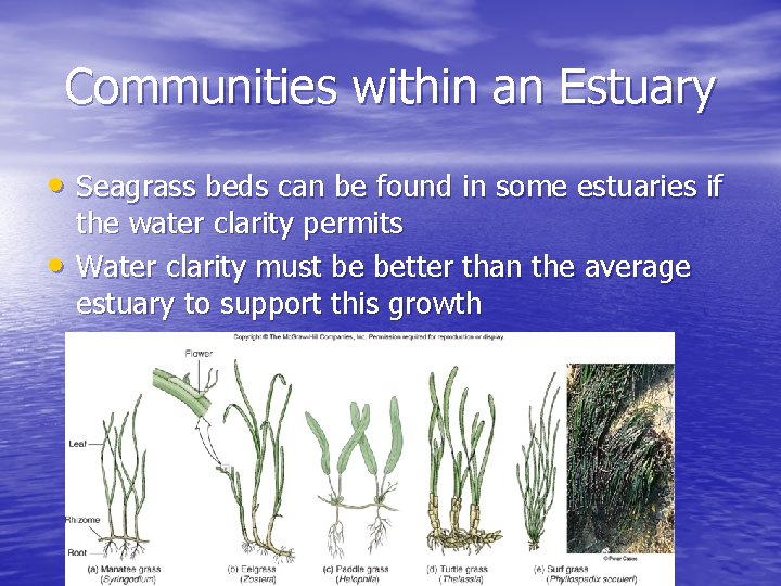 Communities within an Estuary • Seagrass beds can be found in some estuaries if