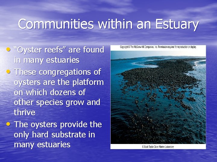 Communities within an Estuary • “Oyster reefs” are found • • in many estuaries