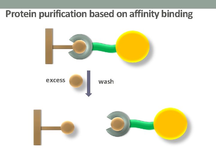 Protein purification based on affinity binding excess wash 