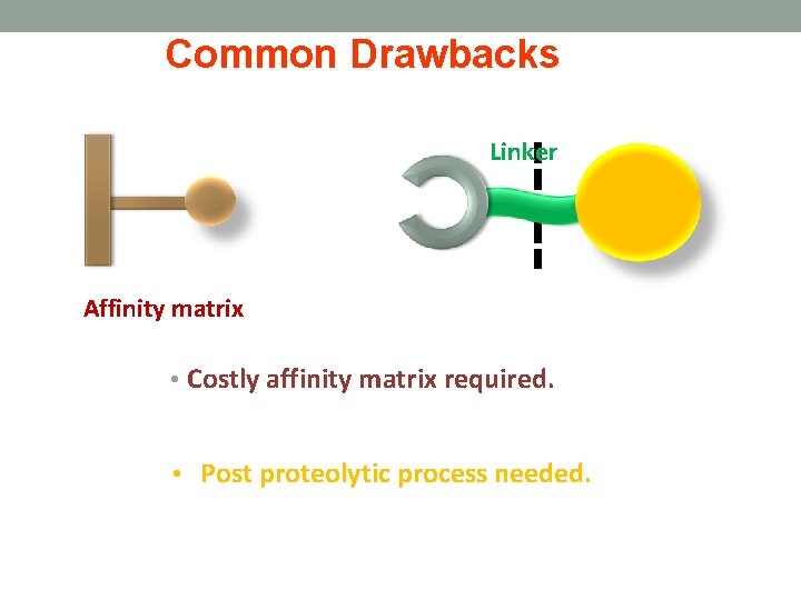 Common Drawbacks Linker Affinity matrix • Costly affinity matrix required. • Post proteolytic process