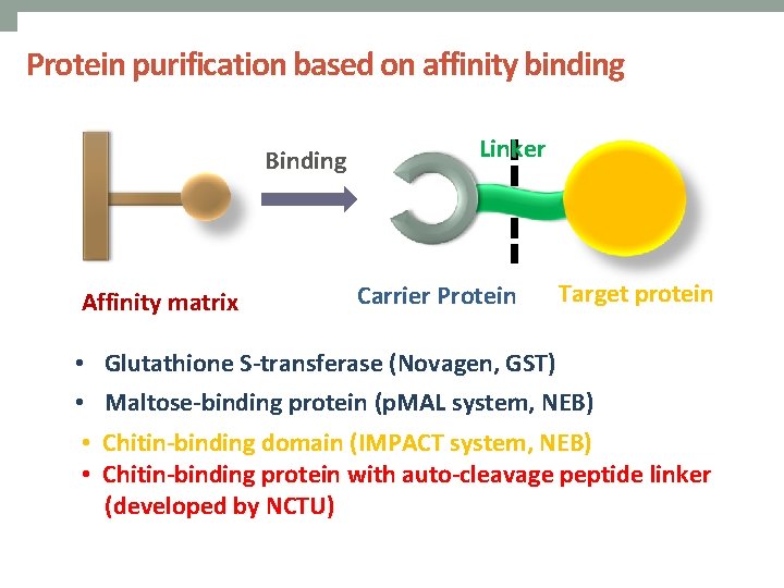 Protein purification based on affinity binding Binding Affinity matrix Linker Carrier Protein Target protein