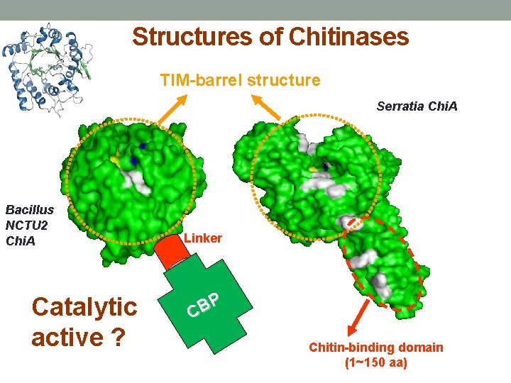 Structures of Chitinases TIM-barrel structure Serratia Chi. A Bacillus NCTU 2 Chi. A Catalytic