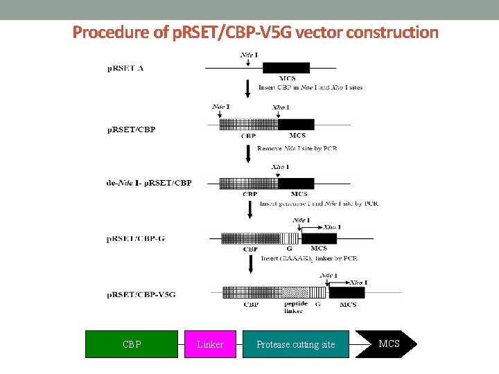 Procedure of p. RSET/CBP-V 5 G vector construction CBP Linker Protease cutting site MCS