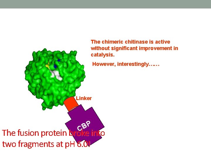 The chimeric chitinase is active without significant improvement in catalysis. However, interestingly…… Linker P