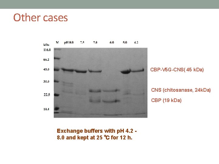 Other cases CBP-V 5 G-CNS( 45 k. Da) CNS (chitosanase, 24 k. Da) 22.