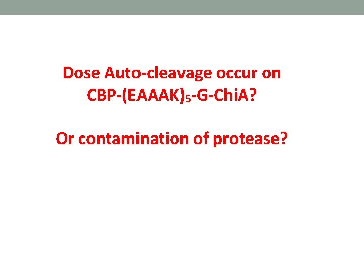 Dose Auto-cleavage occur on CBP-(EAAAK)5 -G-Chi. A? Or contamination of protease? 
