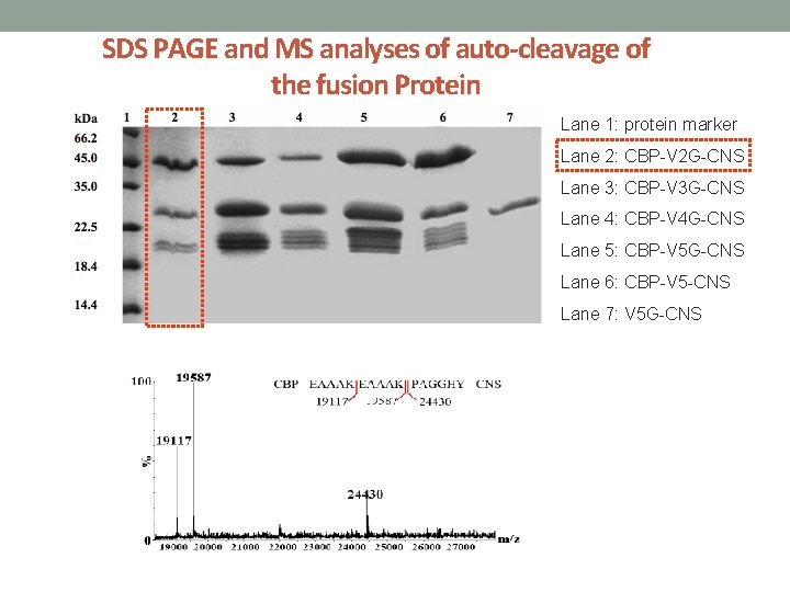 SDS PAGE and MS analyses of auto-cleavage of the fusion Protein Lane 1: protein