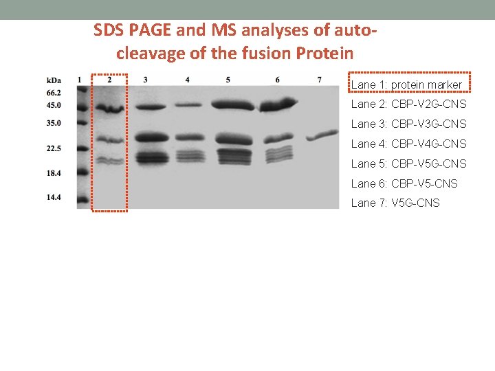 SDS PAGE and MS analyses of autocleavage of the fusion Protein Lane 1: protein