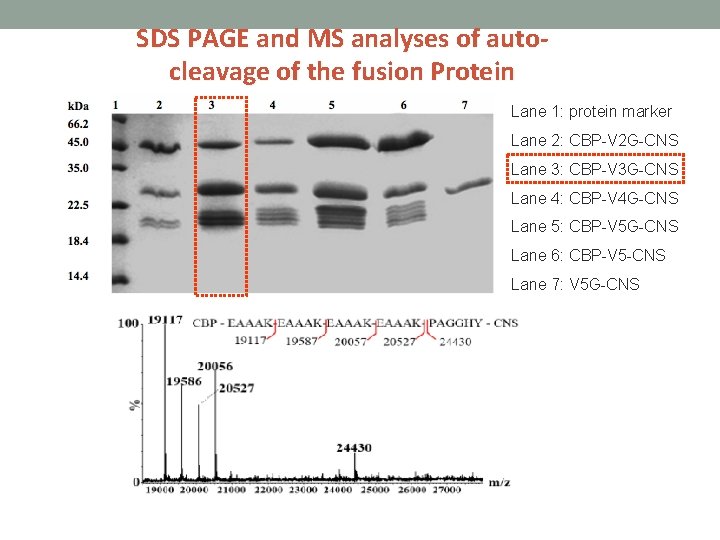 SDS PAGE and MS analyses of autocleavage of the fusion Protein Lane 1: protein