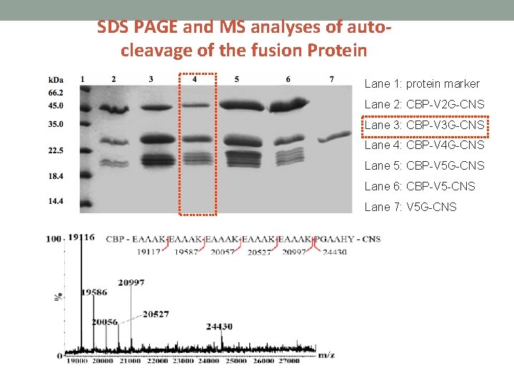 SDS PAGE and MS analyses of autocleavage of the fusion Protein Lane 1: protein