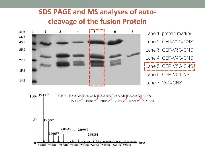 SDS PAGE and MS analyses of autocleavage of the fusion Protein Lane 1: protein