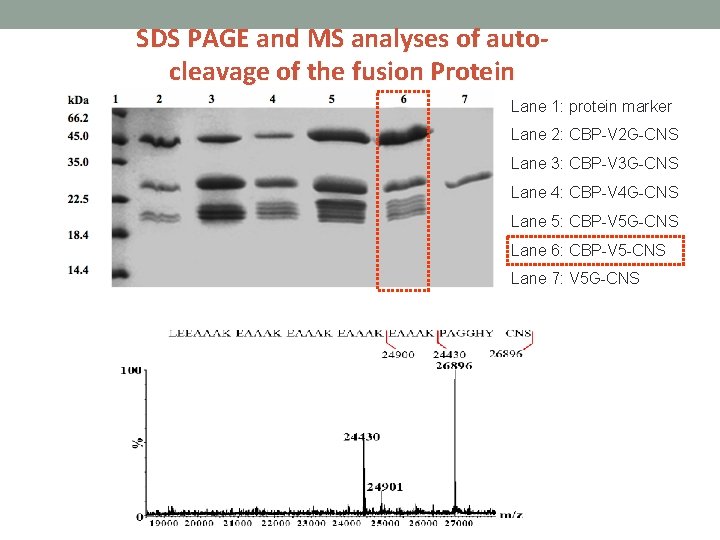 SDS PAGE and MS analyses of autocleavage of the fusion Protein Lane 1: protein