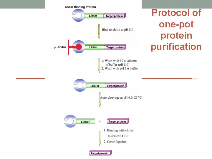 Protocol of one-pot protein purification 