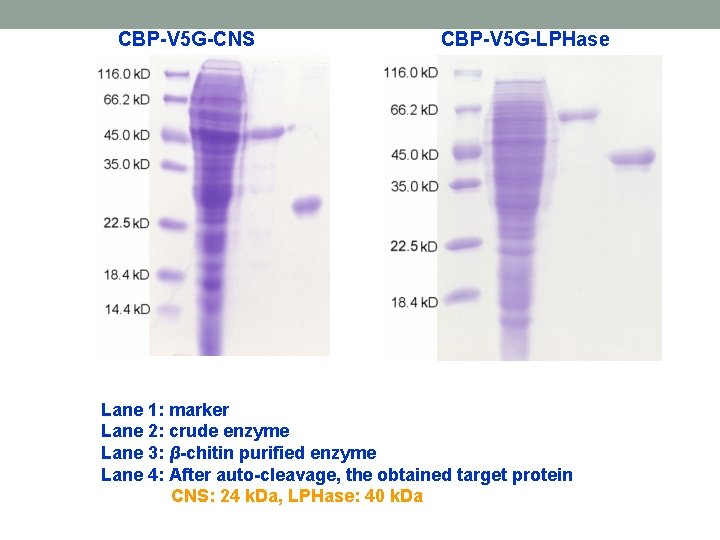 CBP-V 5 G-CNS CBP-V 5 G-LPHase Lane 1: marker Lane 2: crude enzyme Lane