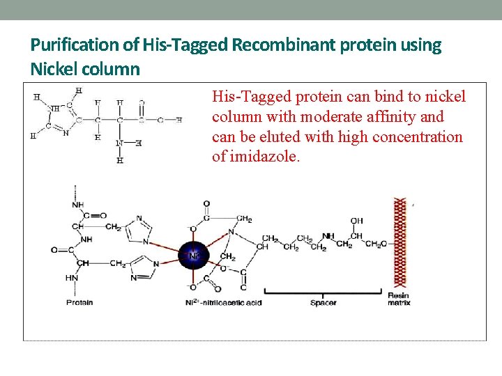 Purification of His-Tagged Recombinant protein using Nickel column His-Tagged protein can bind to nickel