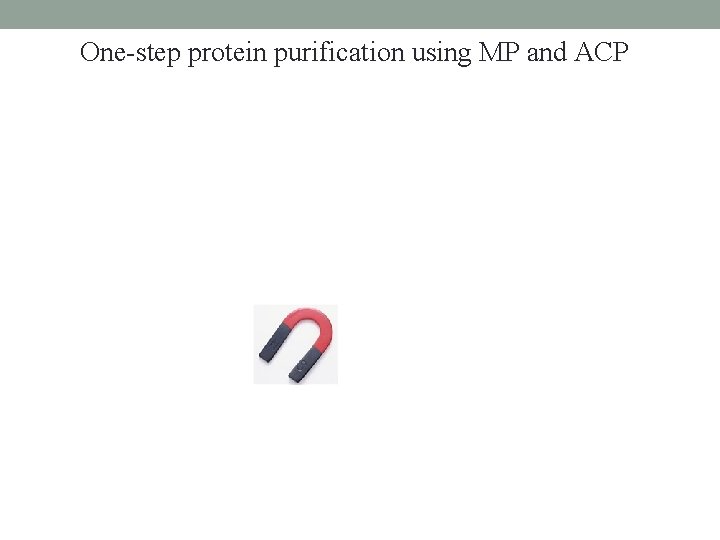 One-step protein purification using MP and ACP 