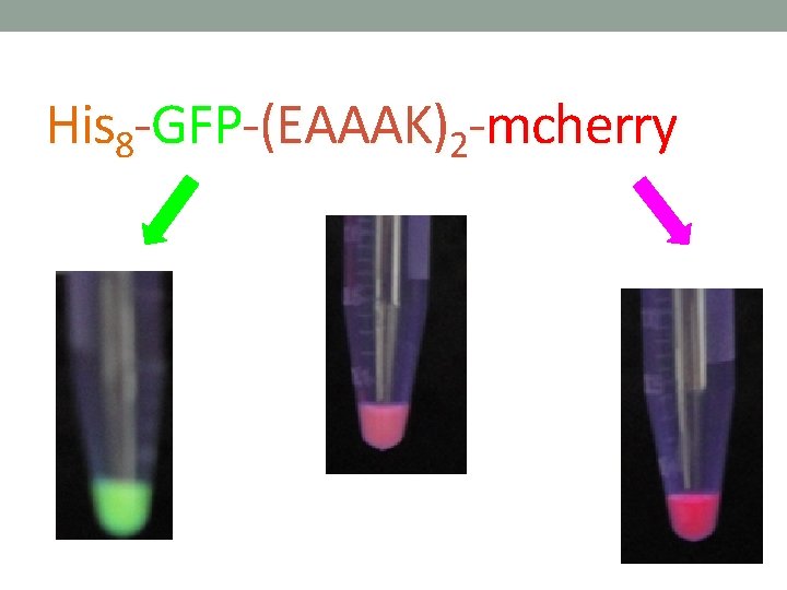 His 8 -GFP-(EAAAK)2 -mcherry 