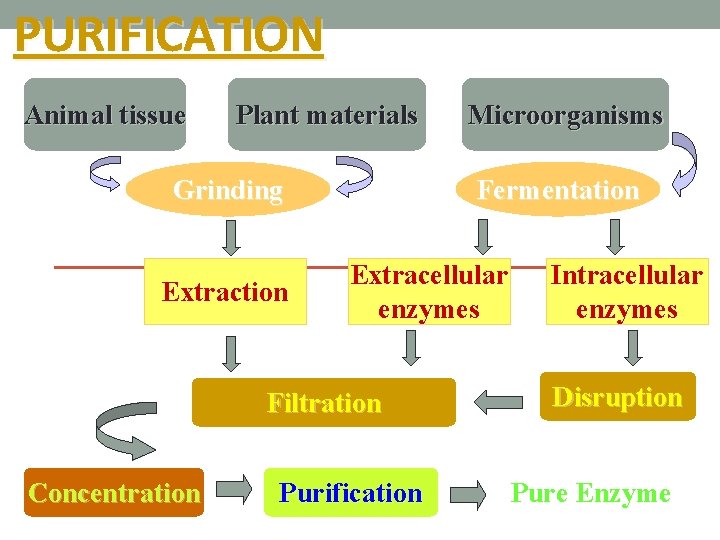 PURIFICATION Animal tissue Plant materials Grinding Extraction Fermentation Extracellular enzymes Filtration Concentration Microorganisms Purification