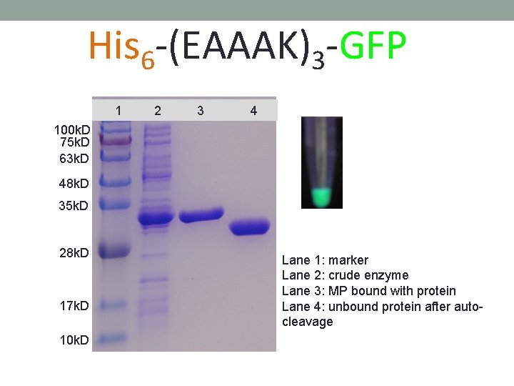 His 6 -(EAAAK)3 -GFP 1 2 3 4 100 k. D 75 k. D