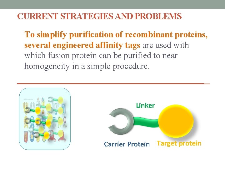 CURRENT STRATEGIES AND PROBLEMS To simplify purification of recombinant proteins, several engineered affinity tags