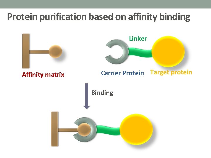 Protein purification based on affinity binding Linker Affinity matrix Carrier Protein Target protein Binding