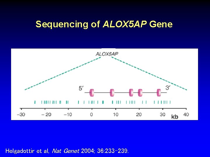 Sequencing of ALOX 5 AP Gene Helgadottir et al, Nat Genet 2004; 36: 233