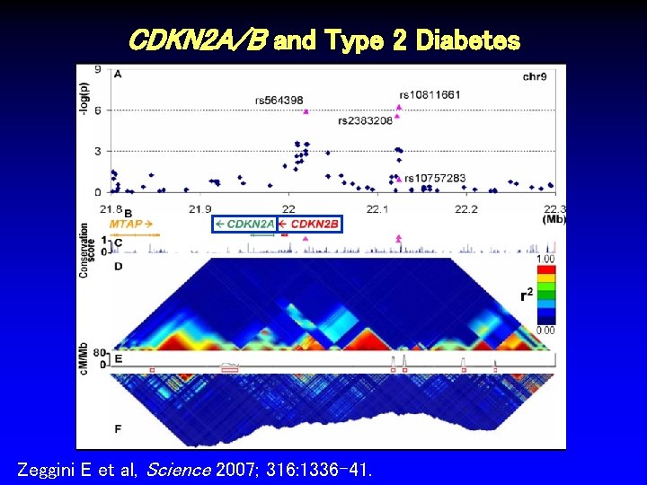 CDKN 2 A/B and Type 2 Diabetes Zeggini E et al, Science 2007; 316: