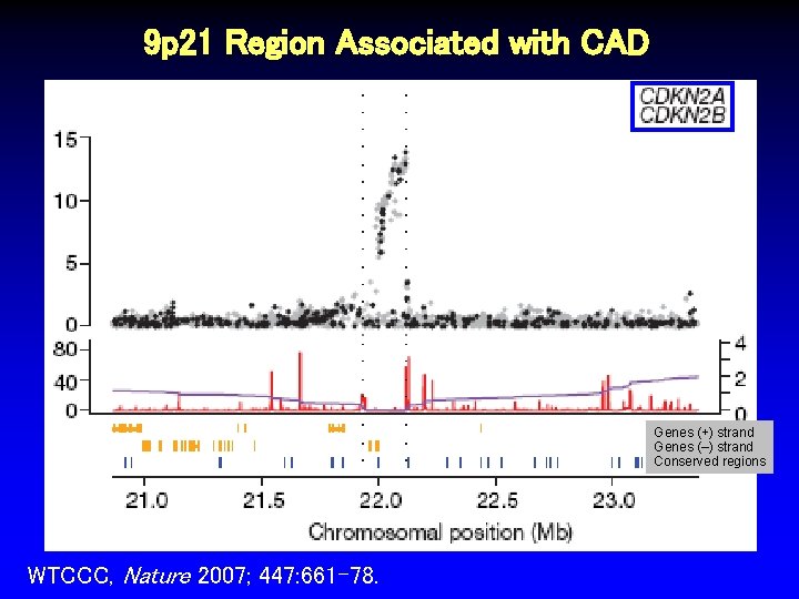 9 p 21 Region Associated with CAD Genes (+) strand Genes (–) strand Conserved