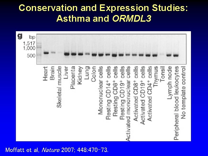 Conservation and Expression Studies: Asthma and ORMDL 3 Moffatt et al, Nature 2007; 448: