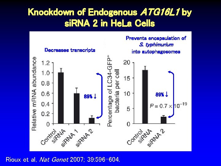 Knockdown of Endogenous ATG 16 L 1 by si. RNA 2 in He. La