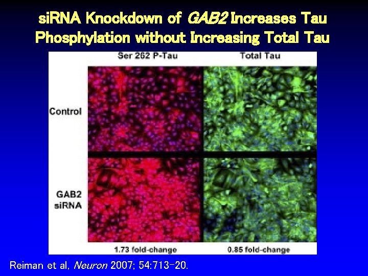 si. RNA Knockdown of GAB 2 Increases Tau Phosphylation without Increasing Total Tau Reiman