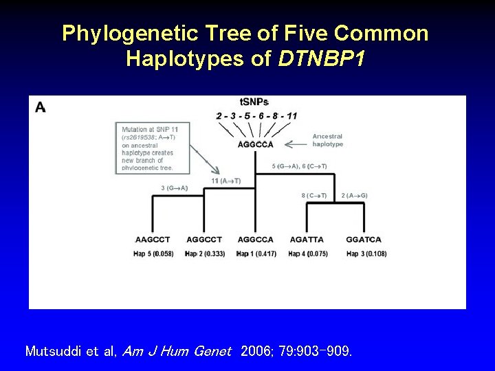 Phylogenetic Tree of Five Common Haplotypes of DTNBP 1 Mutsuddi et al, Am J