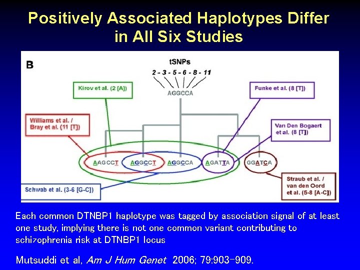 Positively Associated Haplotypes Differ in All Six Studies Each common DTNBP 1 haplotype was