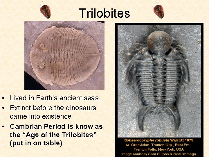 Trilobites • Lived in Earth’s ancient seas • Extinct before the dinosaurs came into Trilobites • Lived in Earth’s ancient seas • Extinct before the dinosaurs came into