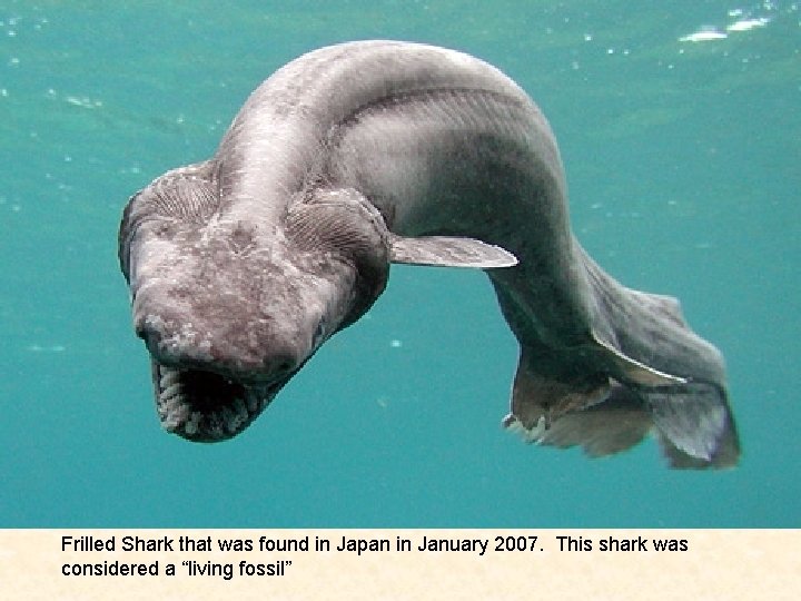 Frilled Shark that was found in Japan in January 2007. This shark was considered Frilled Shark that was found in Japan in January 2007. This shark was considered