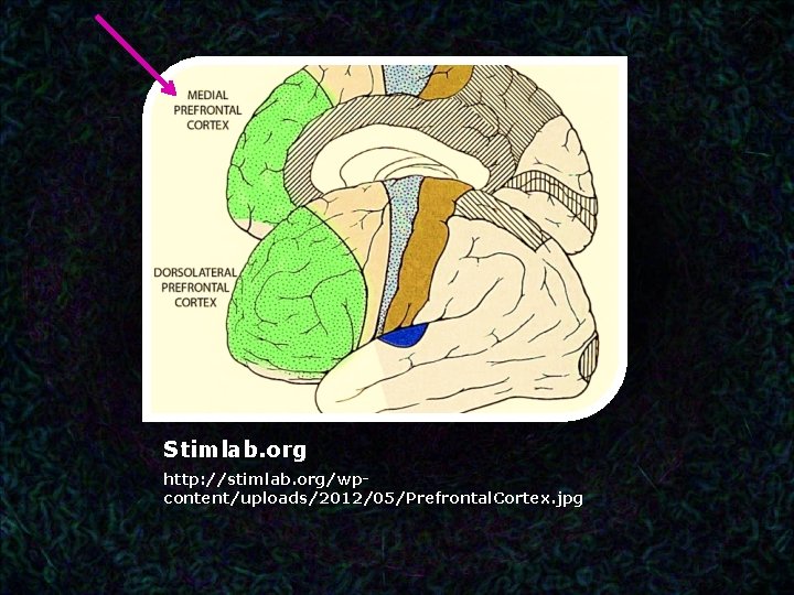 Stimlab. org http: //stimlab. org/wpcontent/uploads/2012/05/Prefrontal. Cortex. jpg 