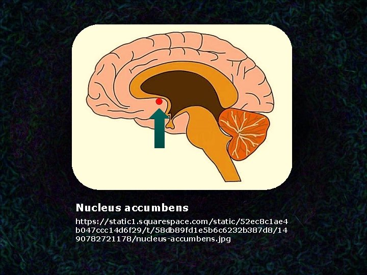 Nucleus accumbens https: //static 1. squarespace. com/static/52 ec 8 c 1 ae 4 b