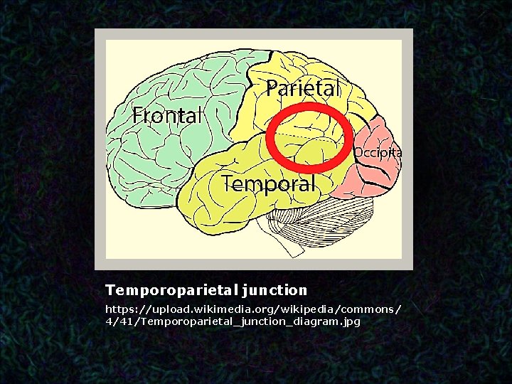 Temporoparietal junction https: //upload. wikimedia. org/wikipedia/commons/ 4/41/Temporoparietal_junction_diagram. jpg 