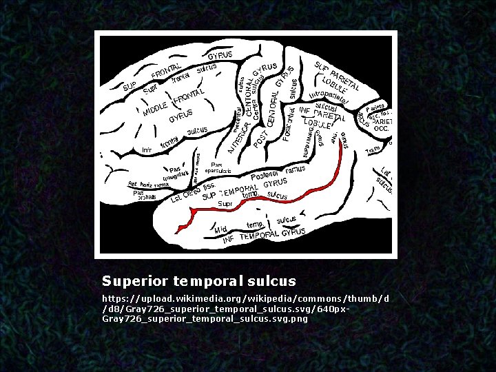 Superior temporal sulcus https: //upload. wikimedia. org/wikipedia/commons/thumb/d /d 8/Gray 726_superior_temporal_sulcus. svg/640 px. Gray 726_superior_temporal_sulcus.