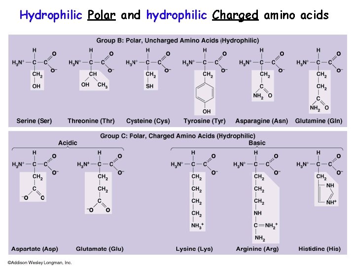 Hydrophilic Polar and hydrophilic Charged amino acids 